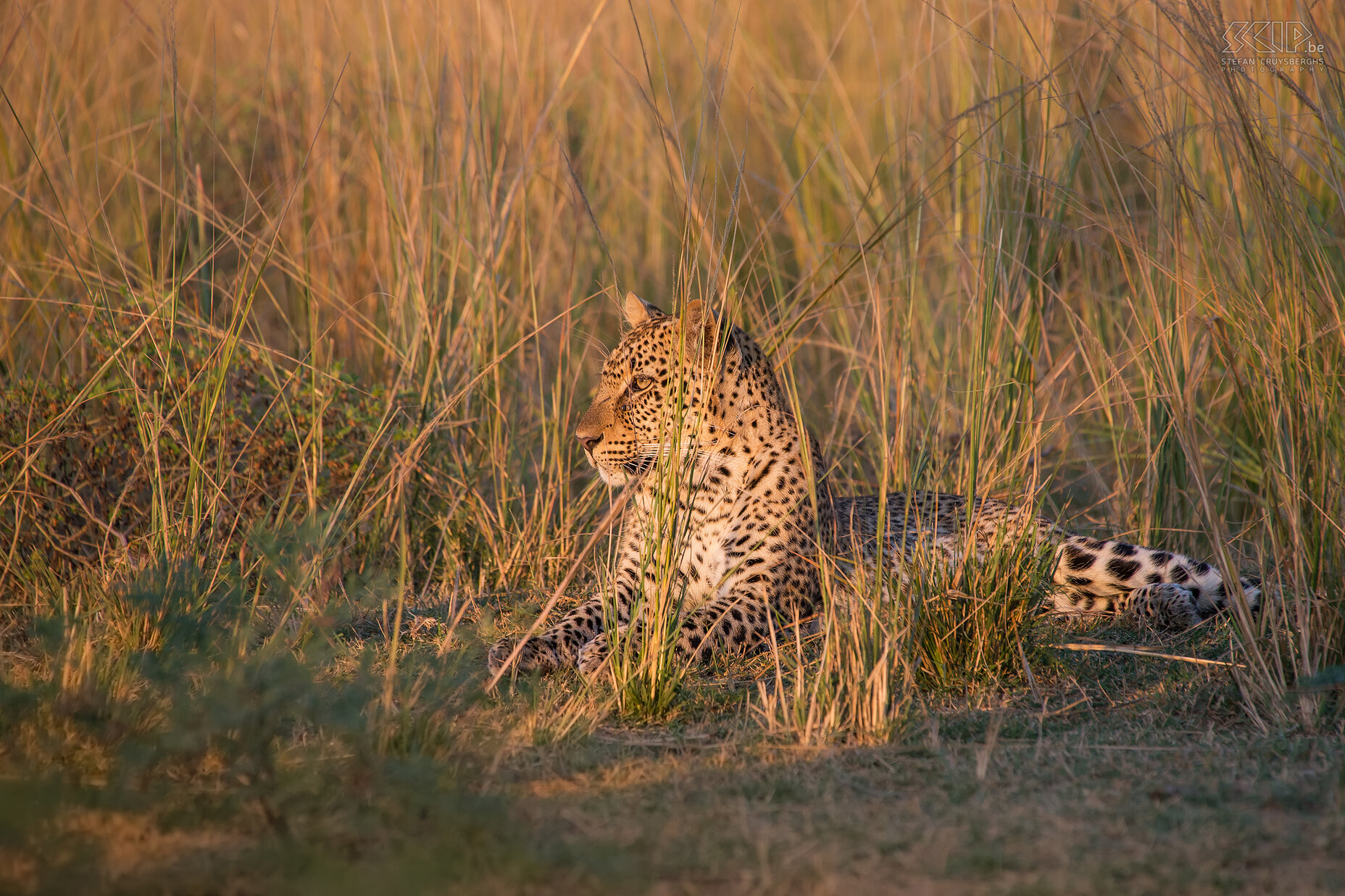 South Luangwa - Luipaard  Stefan Cruysberghs